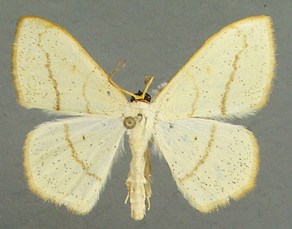 /filer/webapps/moths/media/images/L/laevipennis_Scopula_AM_TMSA.jpg