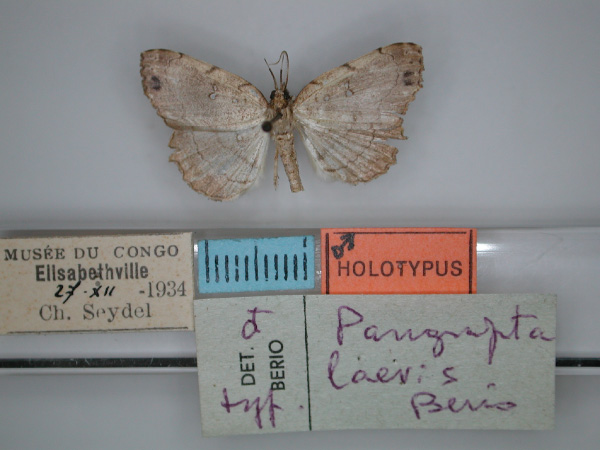 /filer/webapps/moths/media/images/L/laevis_Pangrapta_HT_RMCA_01.jpg