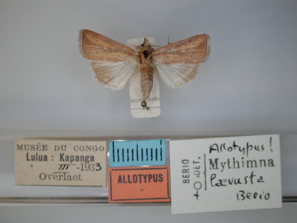 /filer/webapps/moths/media/images/L/laevusta_Aletia_AT_RMCA.jpg