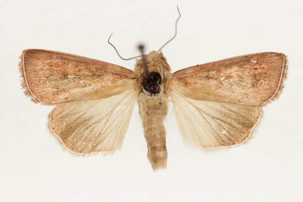 /filer/webapps/moths/media/images/L/laevusta_Aletia_HT_RMCA_02.jpg