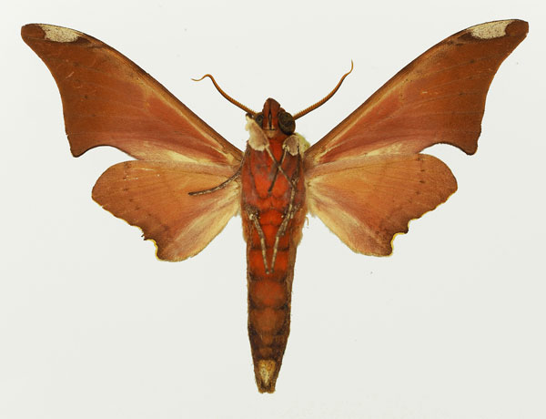 /filer/webapps/moths/media/images/L/lagnelae_Polyptychus_AM_Basquin_02b.jpg