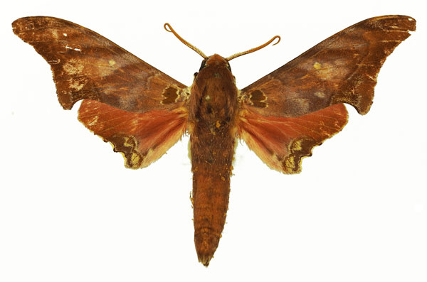 /filer/webapps/moths/media/images/L/lagnelae_Polyptychus_AM_Basquin_03.jpg