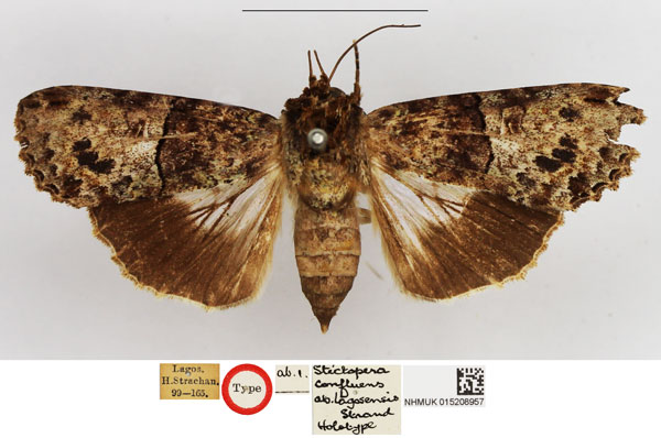 /filer/webapps/moths/media/images/L/lagosensis_Stictoptera_HT_NHMUK.jpg