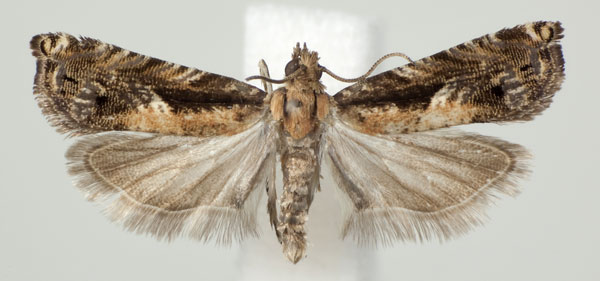 /filer/webapps/moths/media/images/L/laikipiana_Coniostola_AM_NHMO.jpg