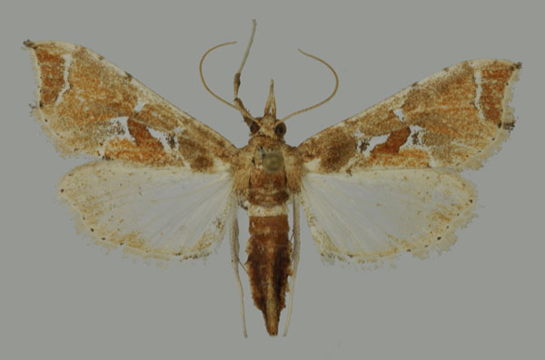 /filer/webapps/moths/media/images/L/laisalis_Leucinodes_AF_Mally_02.jpg