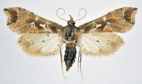 /filer/webapps/moths/media/images/L/laisalis_Leucinodes_AF_NHMO.jpg