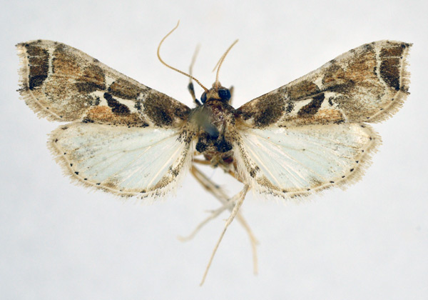 /filer/webapps/moths/media/images/L/laisalis_Leucinodes_AM_NHMO.jpg