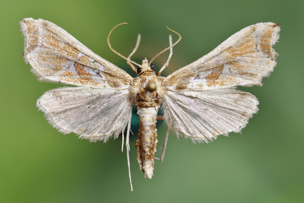 /filer/webapps/moths/media/images/L/laisalis_Leucinodes_A_Butler.jpg