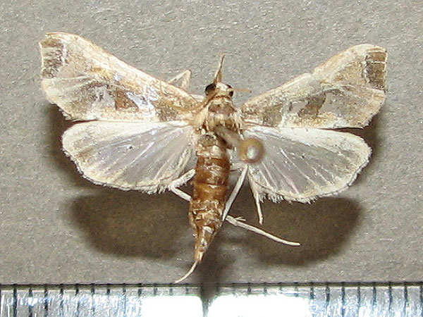 /filer/webapps/moths/media/images/L/laisalis_Sceliodes_A_Goff.jpg