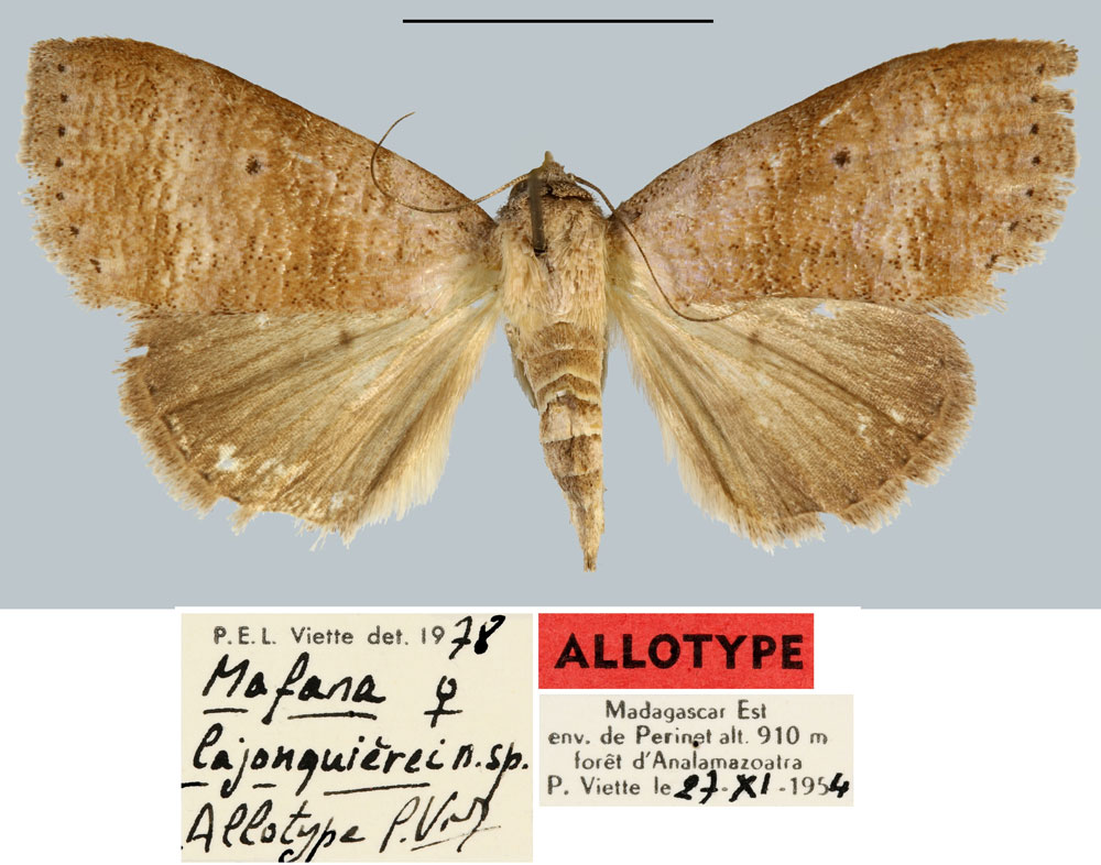 /filer/webapps/moths/media/images/L/lajonquierei_Mafana_AT_MNHN.jpg