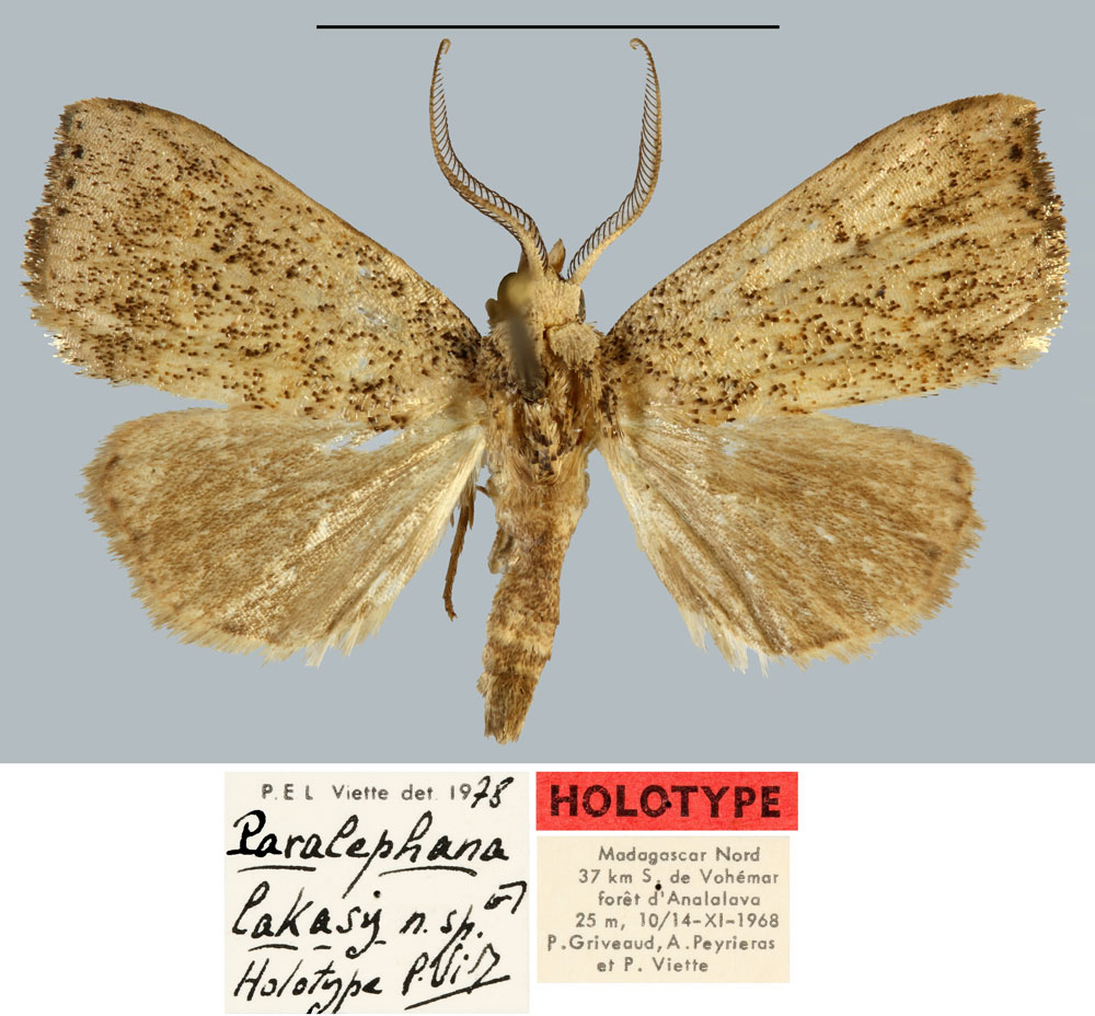 /filer/webapps/moths/media/images/L/lakasy_Paralephana_HT_MNHN.jpg