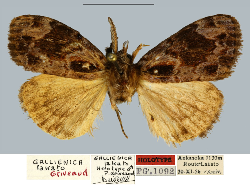 /filer/webapps/moths/media/images/L/lakato_Gallienica_HT_MNHN.jpg
