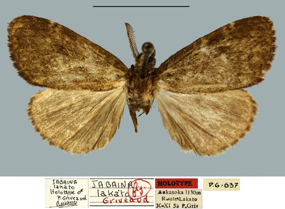 /filer/webapps/moths/media/images/L/lakato_Jabaina_HT_MNHN.jpg