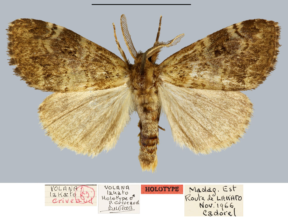 /filer/webapps/moths/media/images/L/lakato_Volana_HT_MNHN.jpg