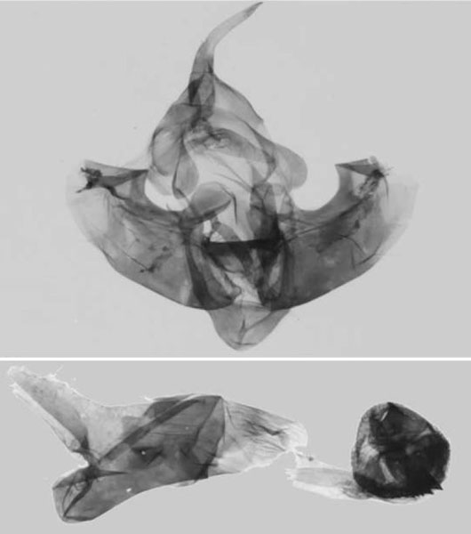 /filer/webapps/moths/media/images/L/lalokile_Sciomesa_GMHT_MNHN_631.jpg