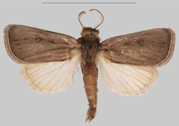 /filer/webapps/moths/media/images/L/lalokile_Sciomesa_HT_MNHNa.jpg