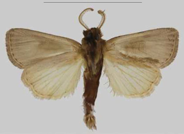 /filer/webapps/moths/media/images/L/lalokile_Sciomesa_HT_MNHNb.jpg