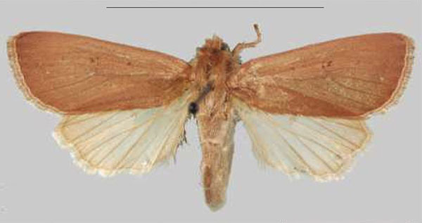 /filer/webapps/moths/media/images/L/lalokile_Sciomesa_PTF_MNHNa.jpg