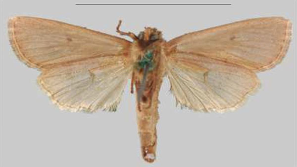 /filer/webapps/moths/media/images/L/lalokile_Sciomesa_PTF_MNHNb.jpg