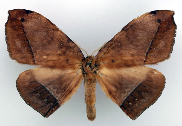 /filer/webapps/moths/media/images/L/lamani_Parajana_AM_Basquin_01.jpg