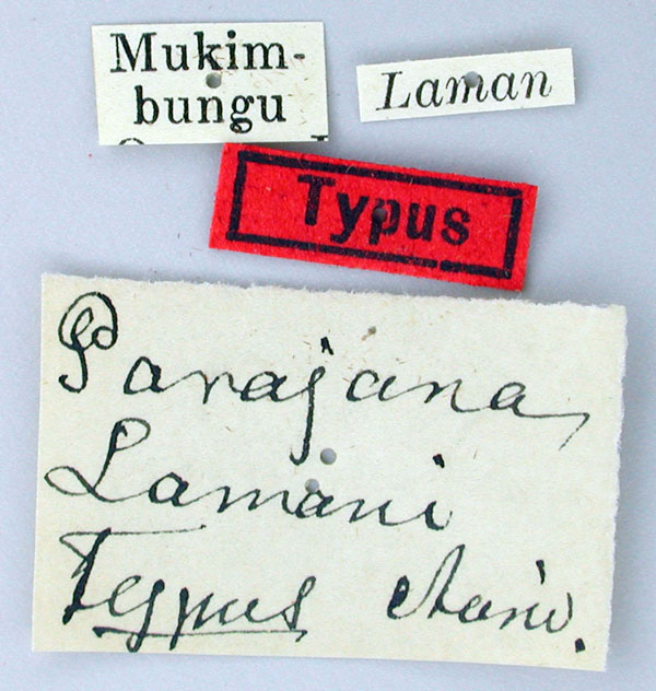 /filer/webapps/moths/media/images/L/lamani_Parajana_HT_SNHMl.jpg