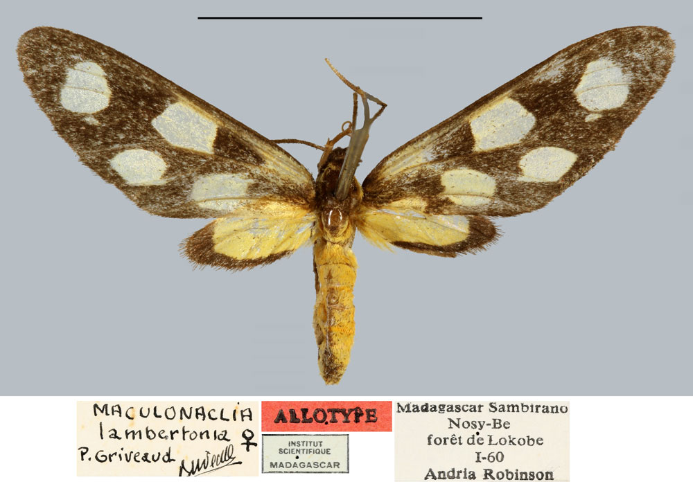 /filer/webapps/moths/media/images/L/lambertoni_Maculonaclia_AT_MNHN.jpg