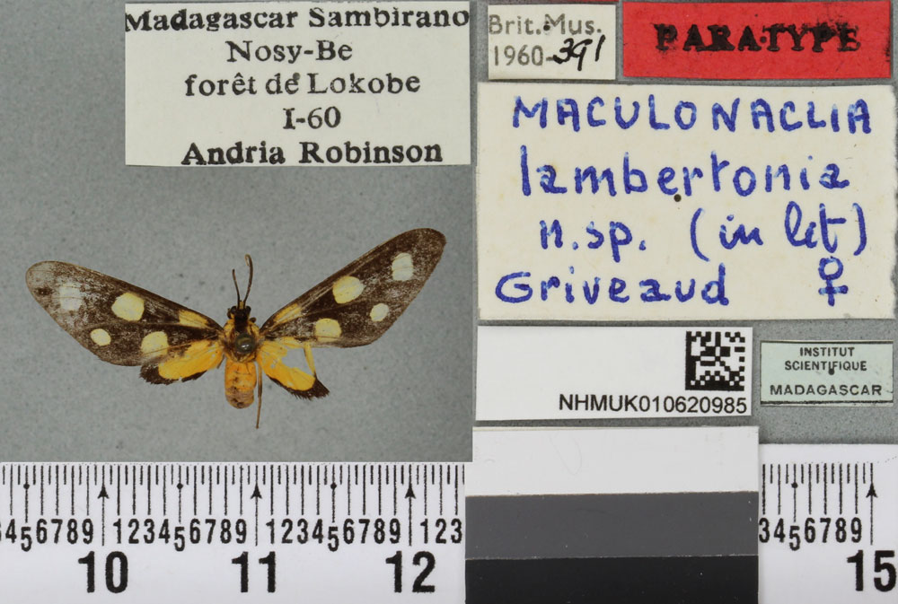 /filer/webapps/moths/media/images/L/lambertoni_Maculonaclia_PTF_BMNHa.jpg
