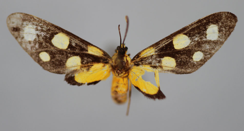 /filer/webapps/moths/media/images/L/lambertoni_Maculonaclia_PT_BMNH.jpg