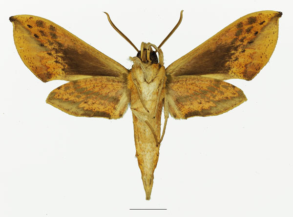 /filer/webapps/moths/media/images/L/lambertoni_Rhagastis_AM_Basquinb.jpg