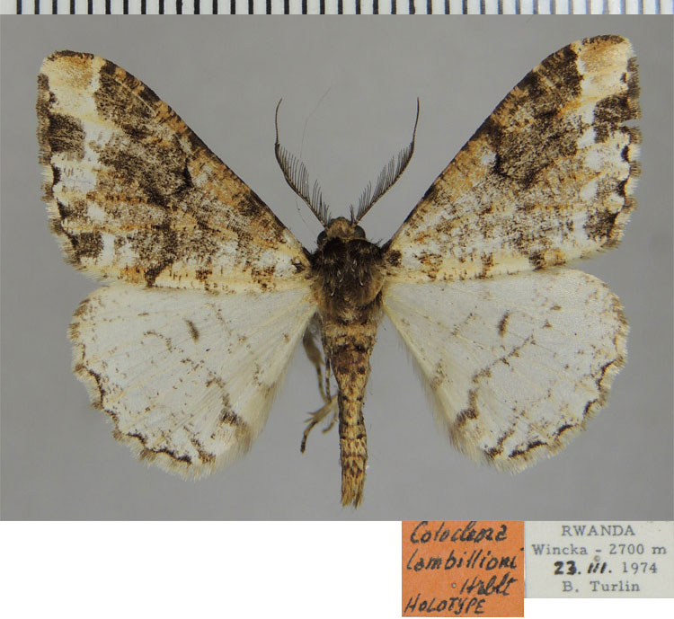 /filer/webapps/moths/media/images/L/lambillioni_Colocleora_HT_ZSM.jpg