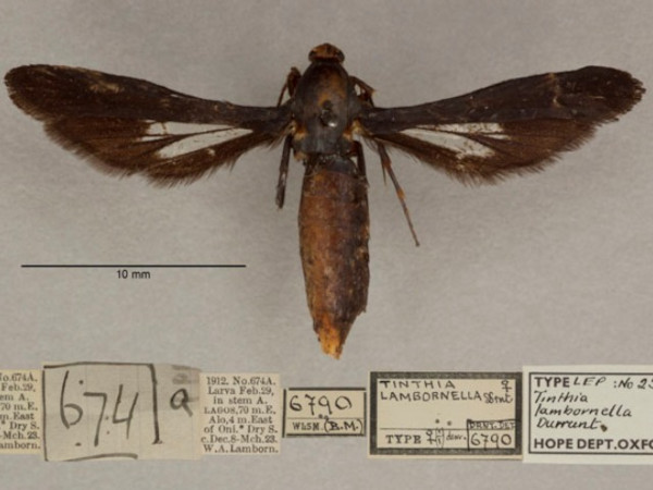 /filer/webapps/moths/media/images/L/lambornella_Conopsia_PTF_OUMNHa_01.jpg