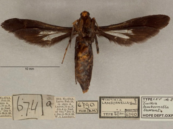 /filer/webapps/moths/media/images/L/lambornella_Conopsia_PTF_OUMNHb_01.jpg