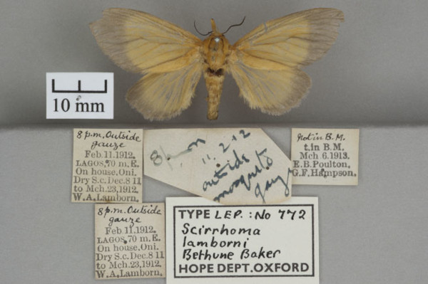 /filer/webapps/moths/media/images/L/lamborni_Gavara_HTF_OUMNHa_01.jpg