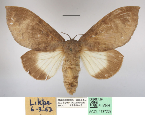 /filer/webapps/moths/media/images/L/lamborni_Pachymetana_AF_MGCLa_01.JPG