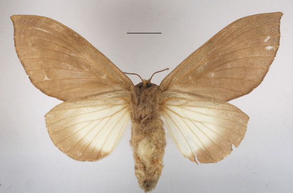 /filer/webapps/moths/media/images/L/lamborni_Pachymetana_AF_MGCLb_01.JPG