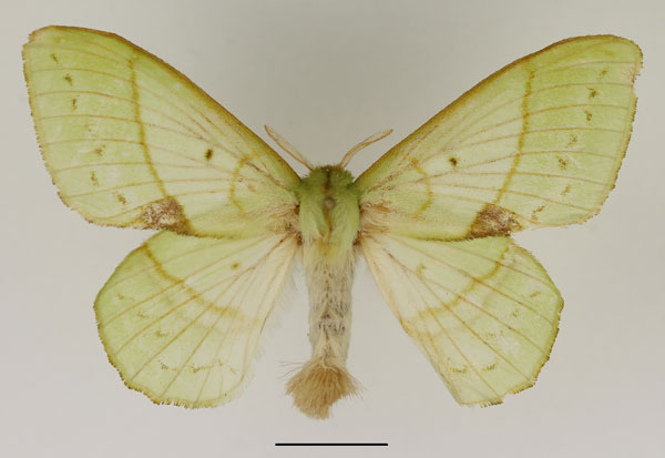 /filer/webapps/moths/media/images/L/lambourni_Trabala_AF_Basquin_02.jpg