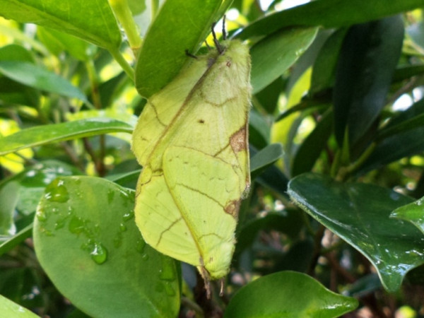 /filer/webapps/moths/media/images/L/lambourni_Trabala_A_Ajibade.jpg