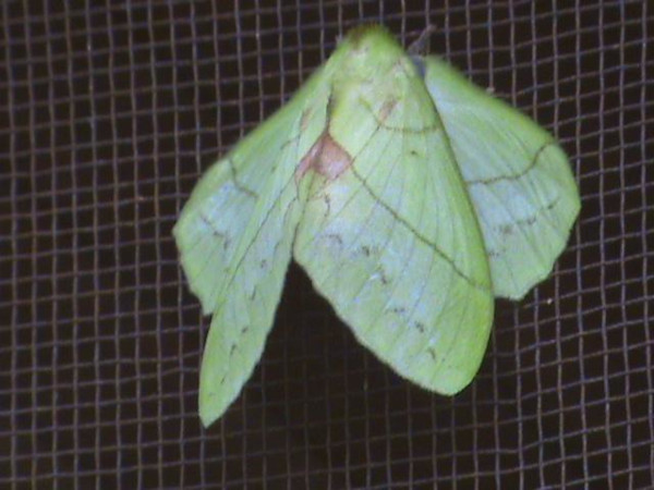 /filer/webapps/moths/media/images/L/lambourni_Trabala_A_Guyonnet.jpg