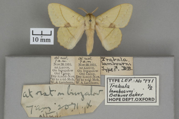 /filer/webapps/moths/media/images/L/lambourni_Trabala_HTM_OUMNHa_01.jpg
