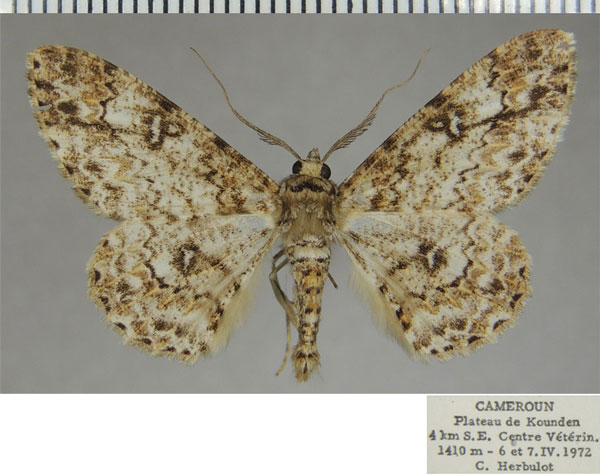 /filer/webapps/moths/media/images/L/lamella_Cleora_AM_ZSMa.jpg