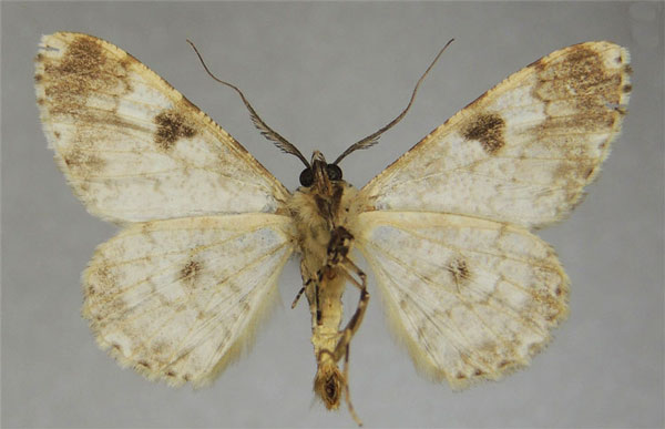 /filer/webapps/moths/media/images/L/lamella_Cleora_AM_ZSMb.jpg