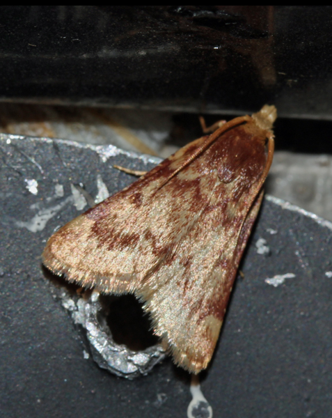 /filer/webapps/moths/media/images/L/laminalis_Zitha_A_Roland_01.jpg