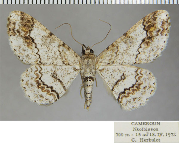 /filer/webapps/moths/media/images/L/lamottei_Cleora_AF_ZSM.jpg