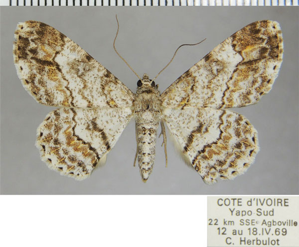 /filer/webapps/moths/media/images/L/lamottei_Cleora_AF_ZSM_02.jpg