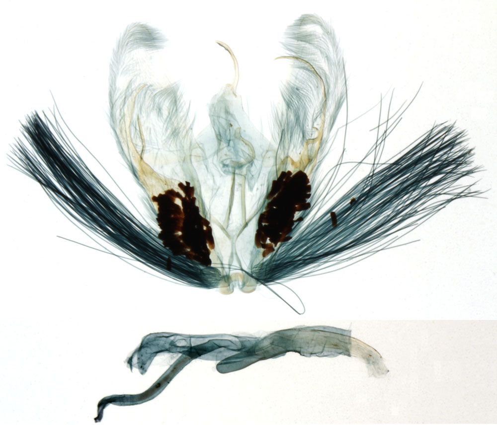 /filer/webapps/moths/media/images/L/lamottei_Pterophorus_GMHT_MNHN_4210.jpg