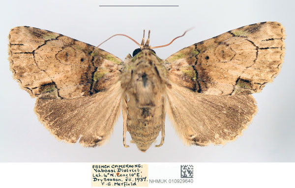 /filer/webapps/moths/media/images/L/lamottei_Saaluncifera_AF_NHMUK.jpg
