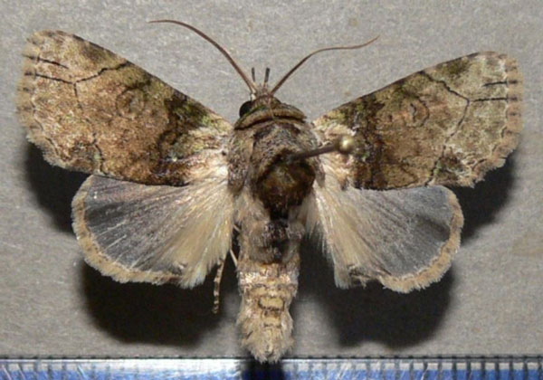 /filer/webapps/moths/media/images/L/lamottei_Saaluncifera_AM_Goffa.jpg