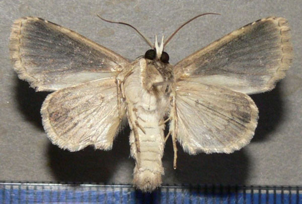 /filer/webapps/moths/media/images/L/lamottei_Saaluncifera_AM_Goffb.jpg