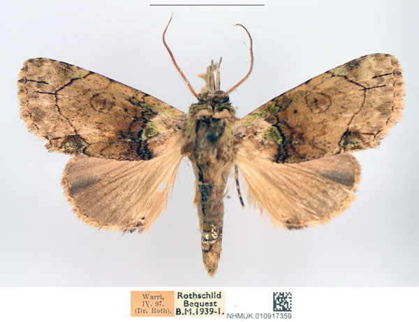 /filer/webapps/moths/media/images/L/lamottei_Saaluncifera_AM_NHMUK.jpg
