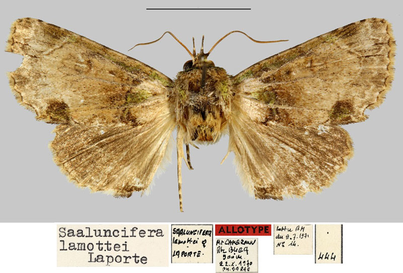 /filer/webapps/moths/media/images/L/lamottei_Saaluncifera_AT_MNHN.jpg
